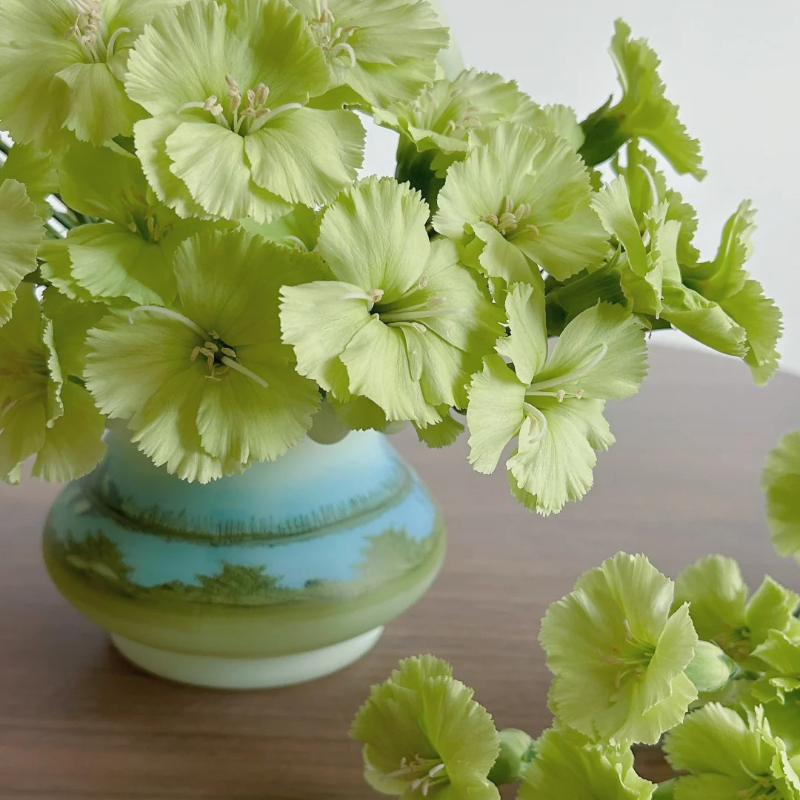 🌸 Doting Series Dianthus Seeds — A Garden Full of Love and Color