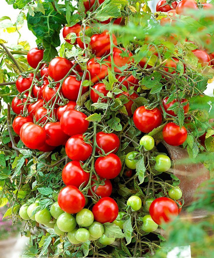 Tomato Seeds Bonsai Balcony Indoor Self-pollinating Vegetable Organic Non GMO