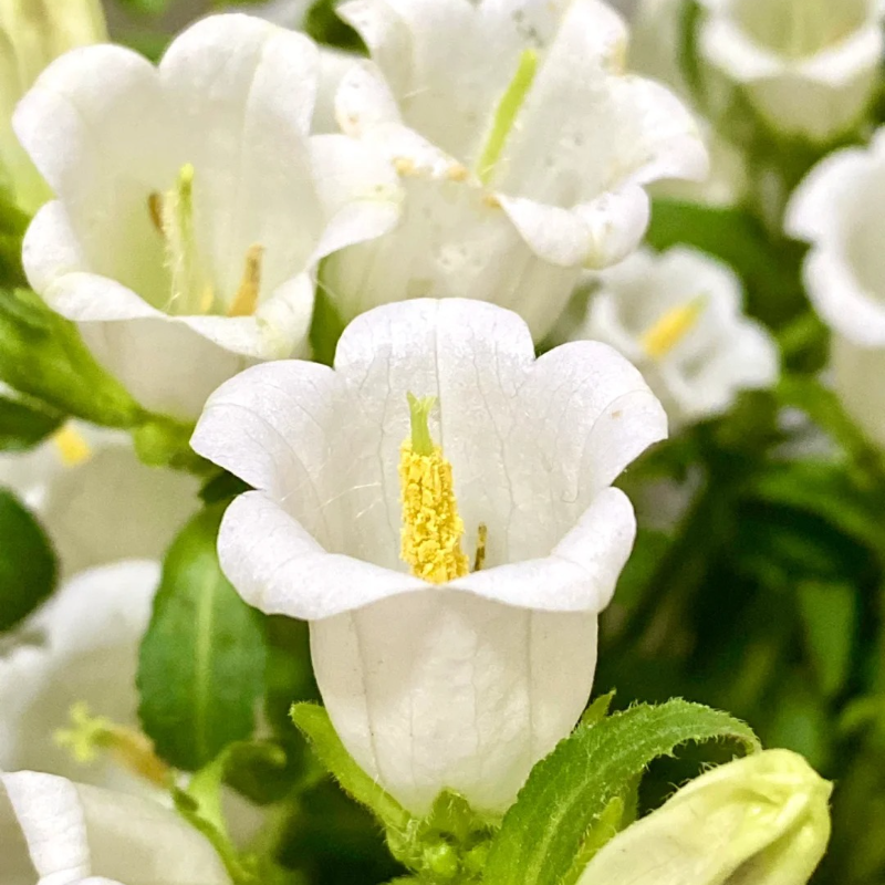 🌸Windbell Flower Seeds✨ - Elegant, easy-to-grow🌱