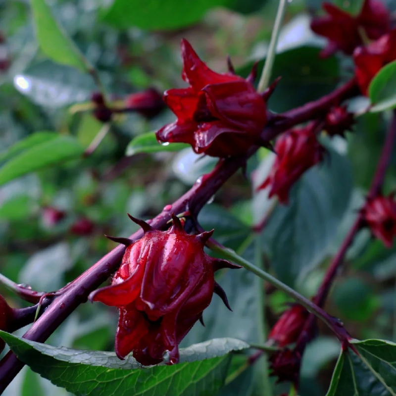🌱Roselle Flower Seeds - Natural Antioxidant, Revitalize Health and Vitality