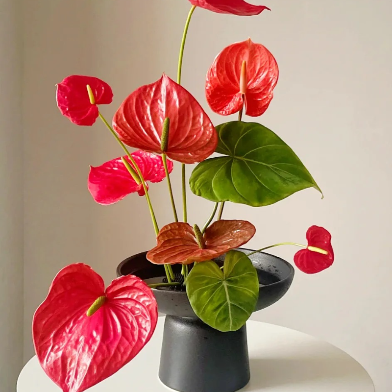 Anthurium Seeds🌱- Easy-Grow Tropical Blooms for Seniors | 🌸 Vibrant Red & Hearty Varieties
