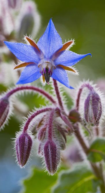 Borage Seeds🌸🎉50 Discount🎉