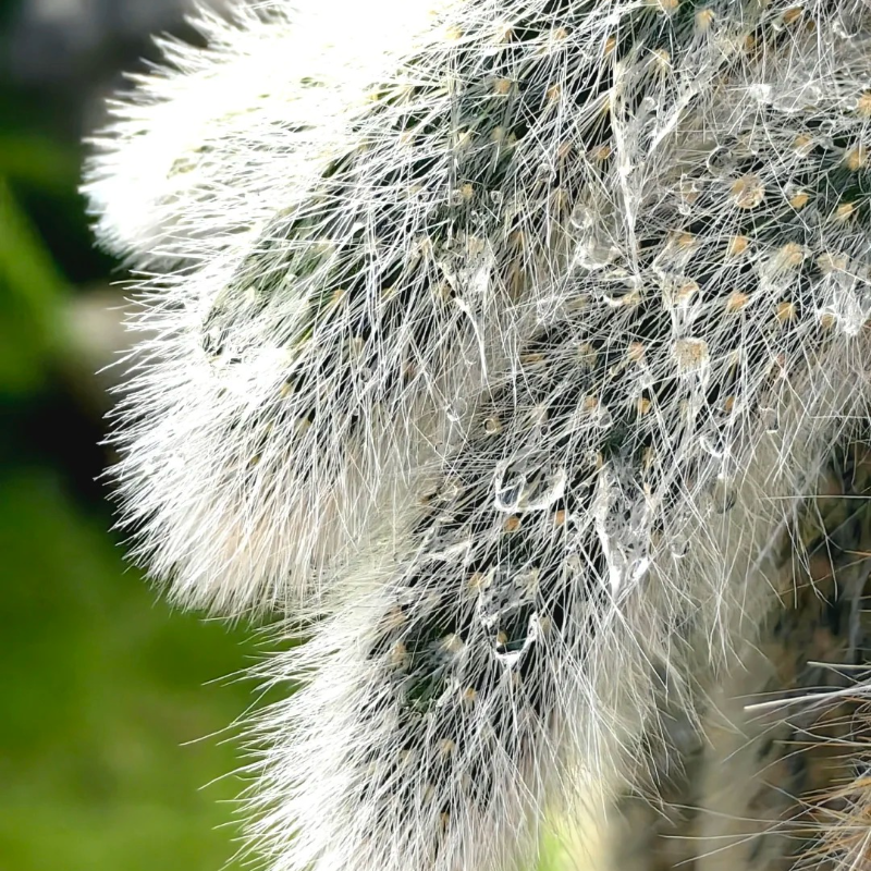 🦊 Nine-Tailed Fox Plant Seeds – 🌿 Relaxing, Low-Care Beauty for Garden Lovers 🧤🪴