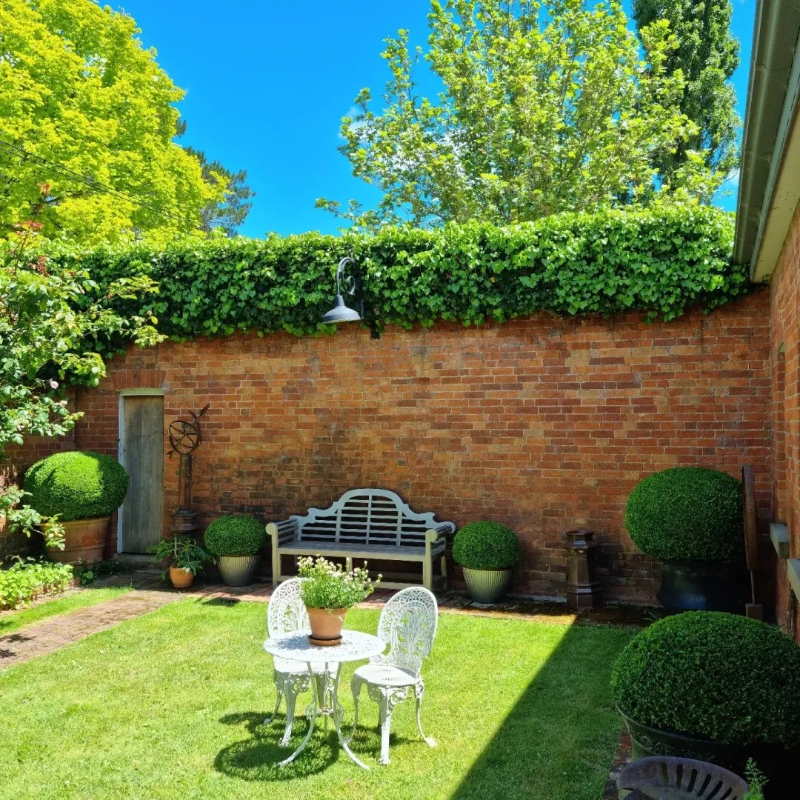 🌿🌸 Boxwood Seeds – A Gentle Touch of Green for Years to Come 🪴🌞💚