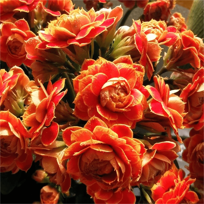 Golden Fox Longevity Flower Seeds