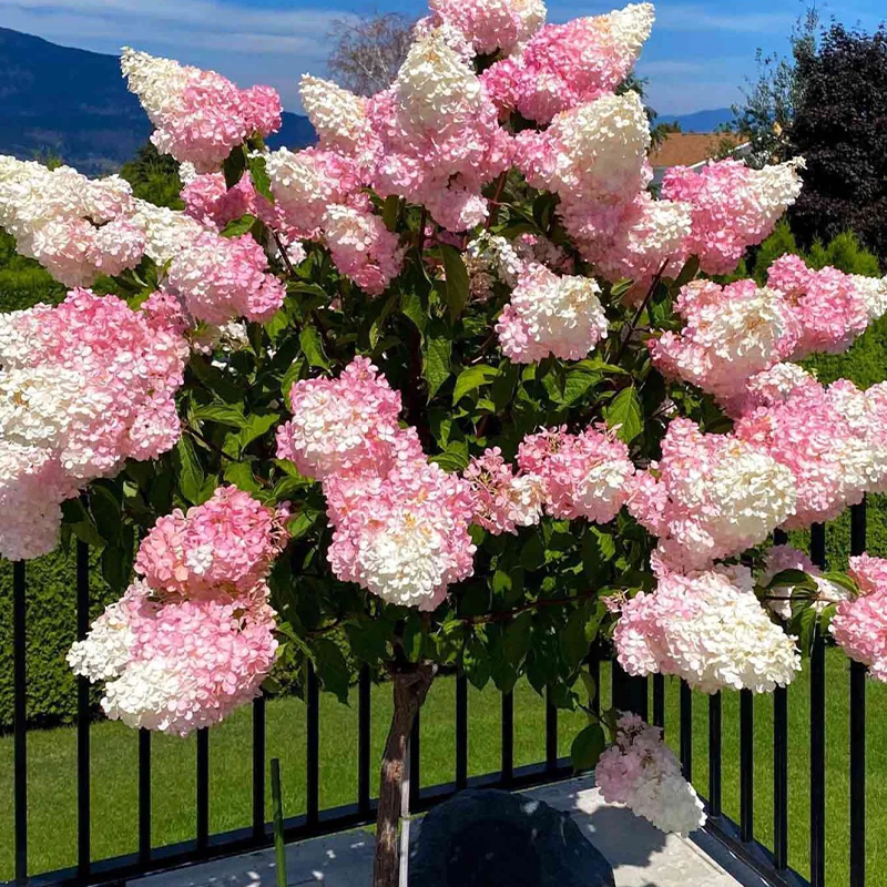 🍦Sommer-Erdbeereis – 🍨Konische Hortensiensamen