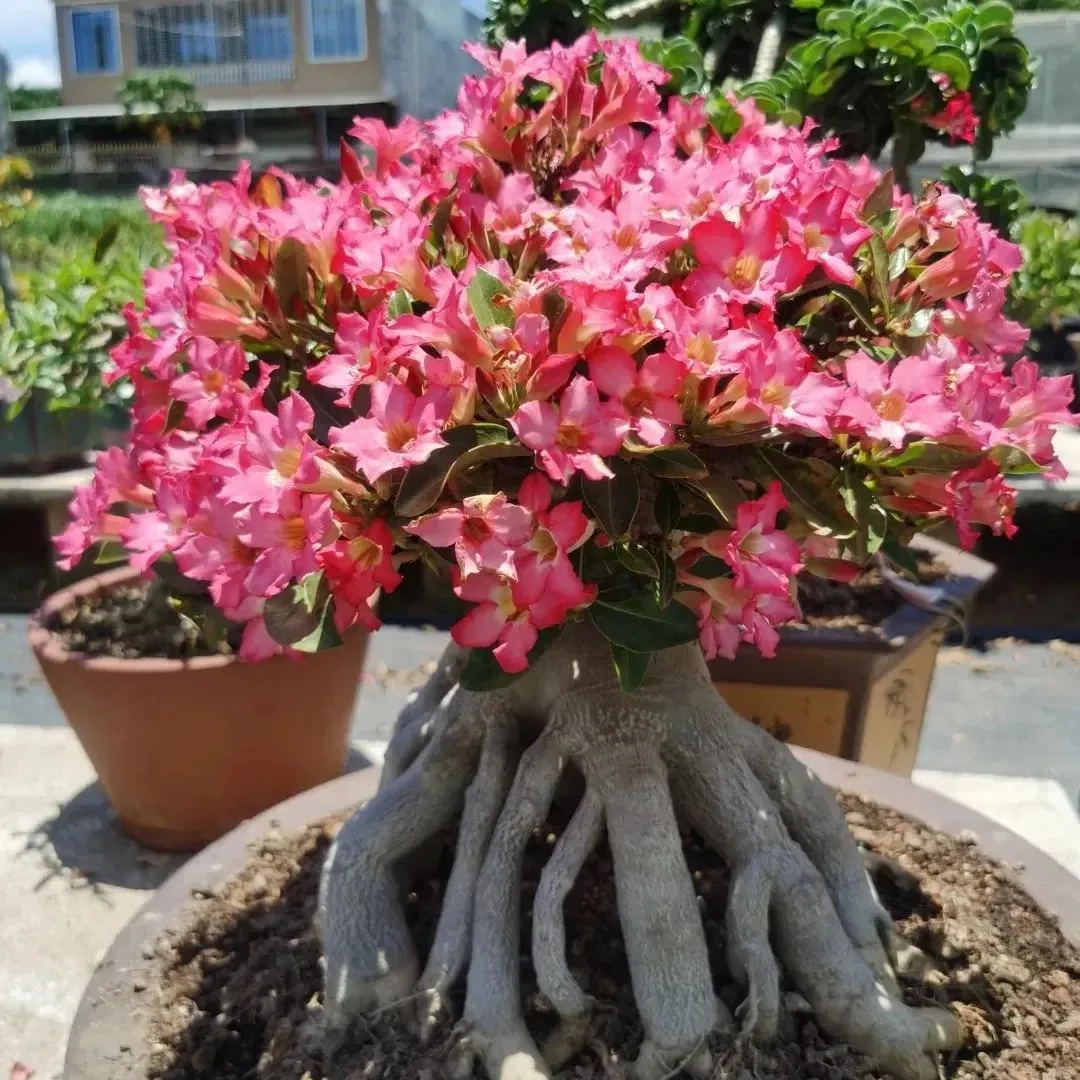🌵🌹 Dive into Desert Beauty: Desert Rose Seeds for Your Tranquil Haven! 🏜️🌺