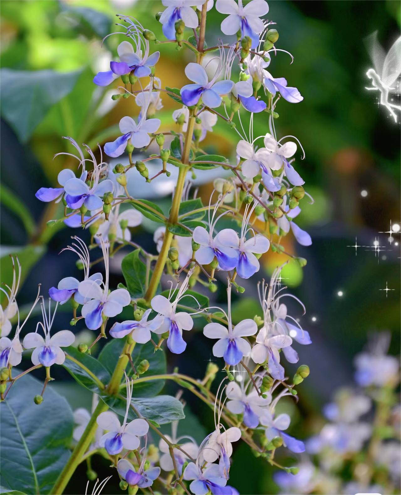 Blue Butterfly Flower 💙Easy