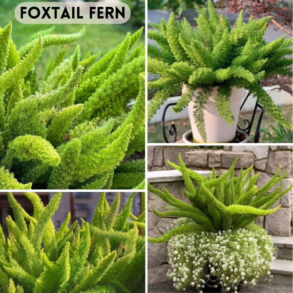 🪴Year-round evergreen🌿Foxtail seeds🍀Elegant and easy to maintain