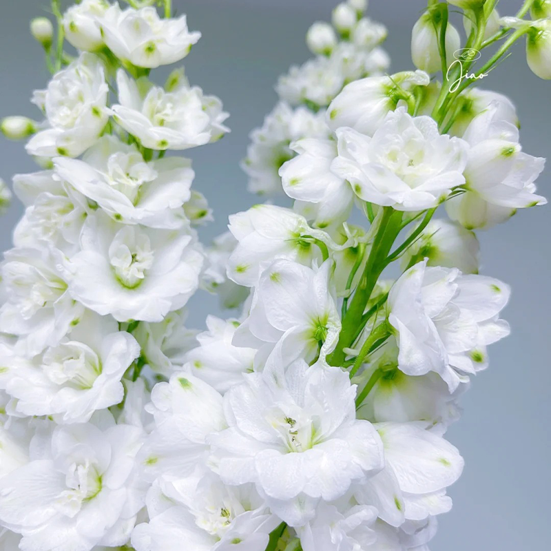 🌸 Elegant Blooms:💖Delphinium 🌸