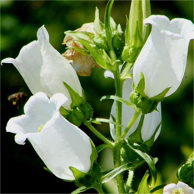 Chimes Flowers Seeds