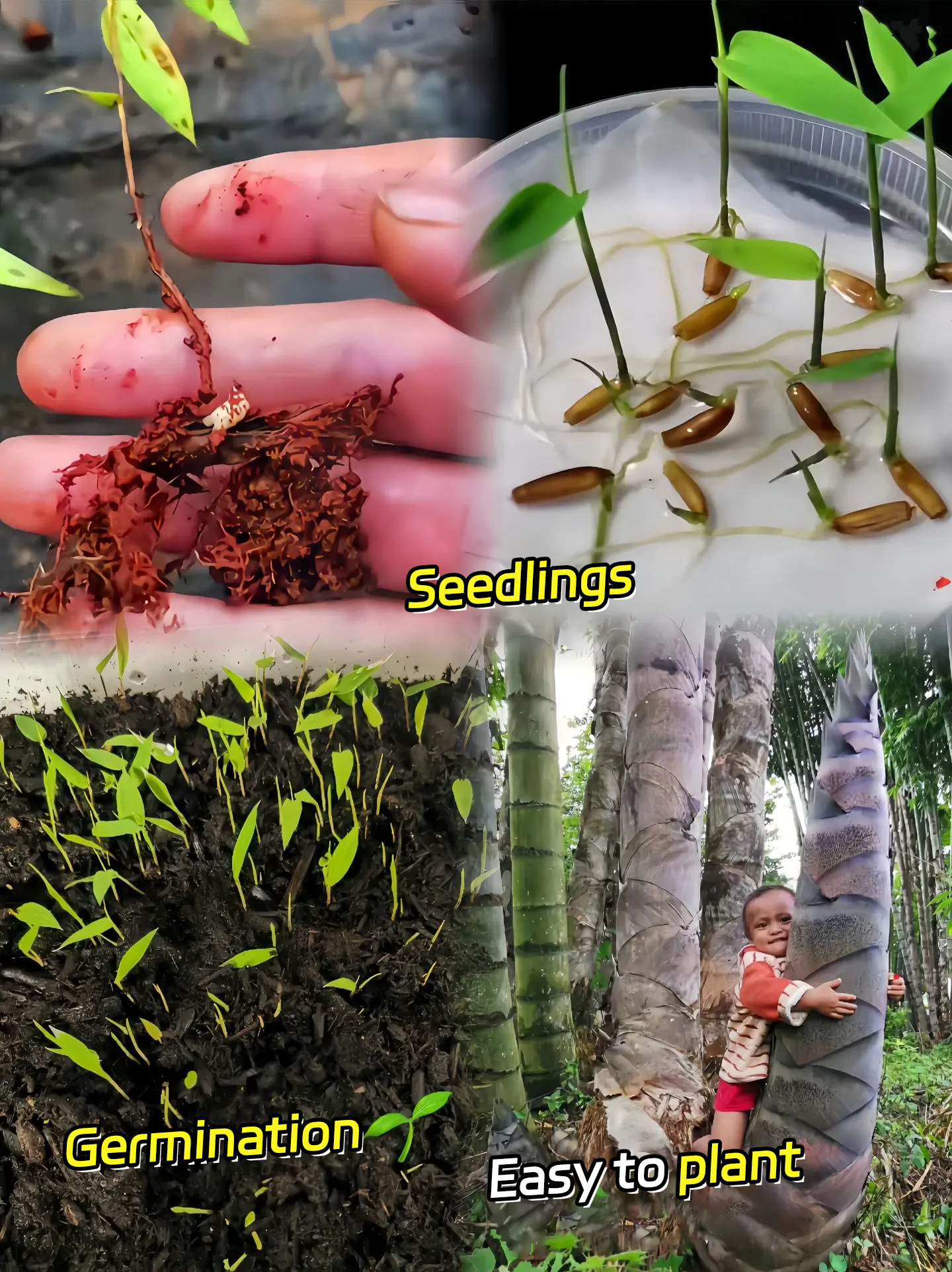 🎋[Rare Species] Giant Bamboo Seeds