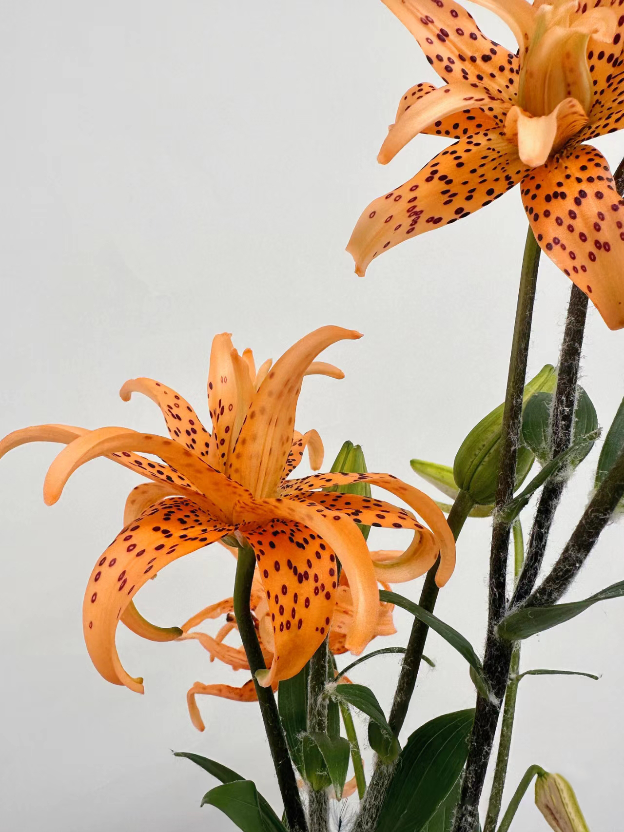 Double-Blossom Asiatic Lily - Tiger Skin Baby