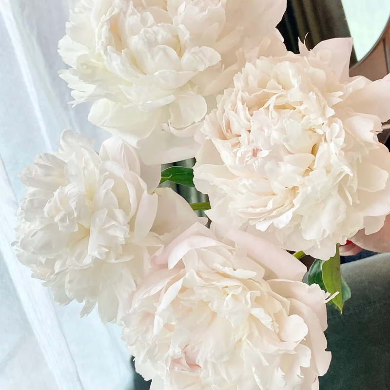 🌸Limited time offer🌸 Easy to plant peony seeds