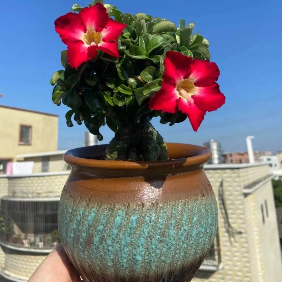 🌵🌹 Dive into Desert Beauty: Desert Rose Seeds for Your Tranquil Haven! 🏜️🌺