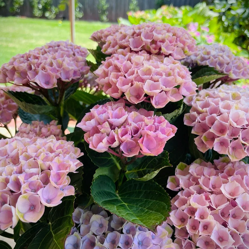 🌺Hydrangea seeds🌺