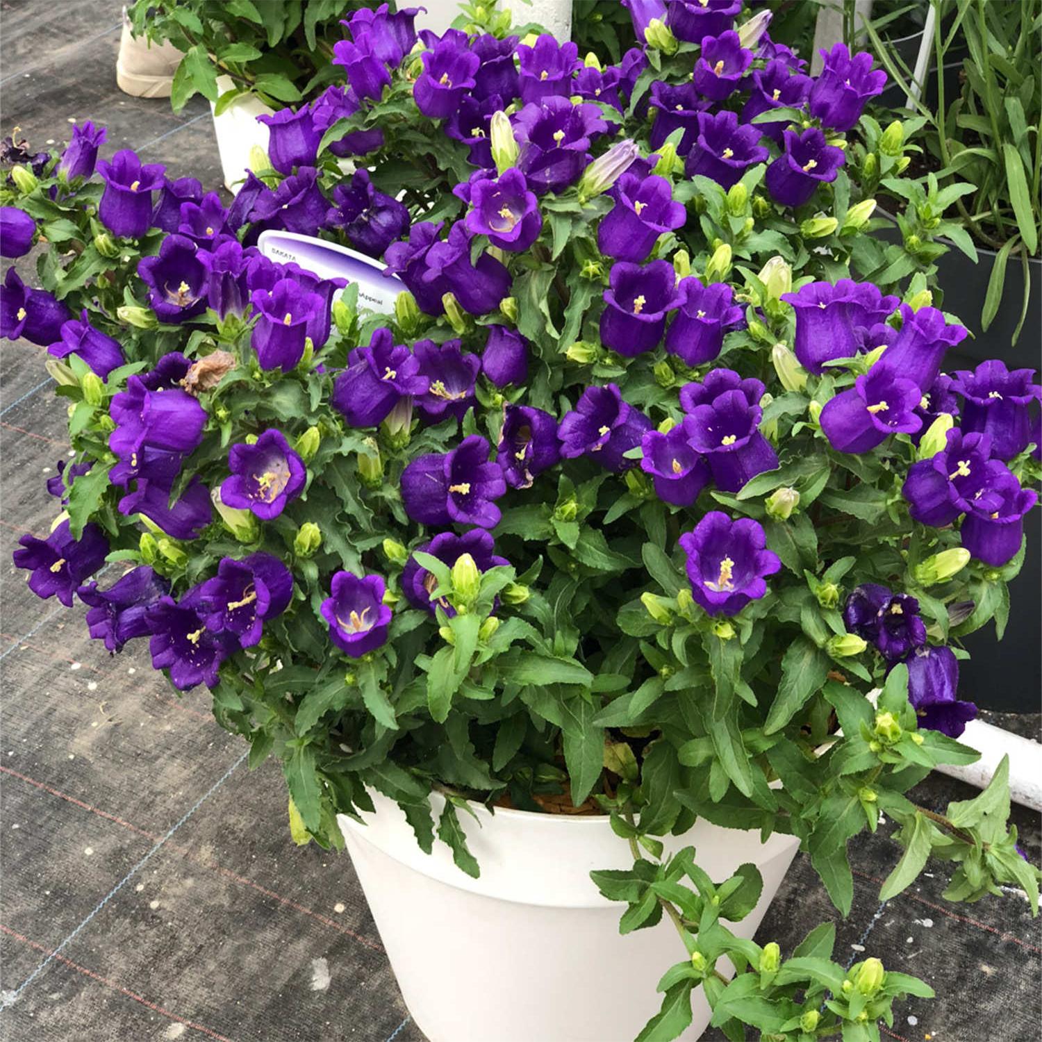 Chimes Flowers Seeds