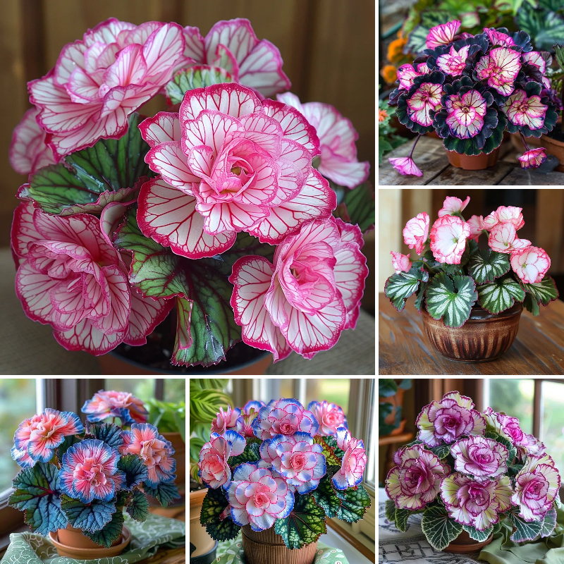 【🪴Rare plants 】🌈Colorful Begonia seeds