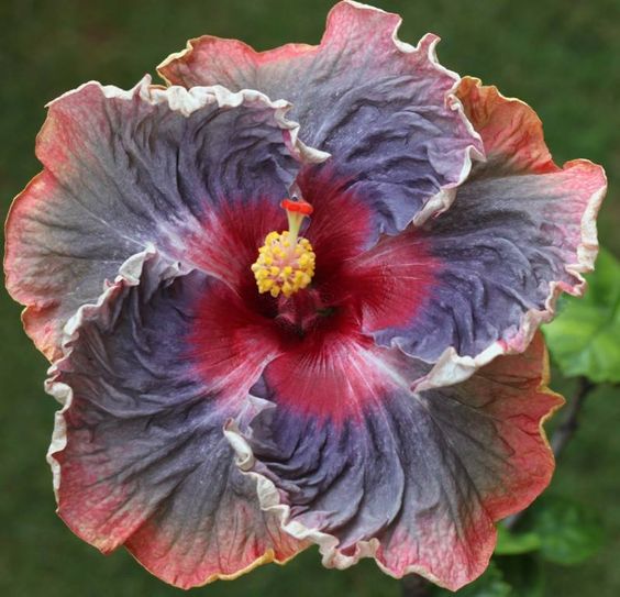 The brightener of the garden: Hibiscus seeds