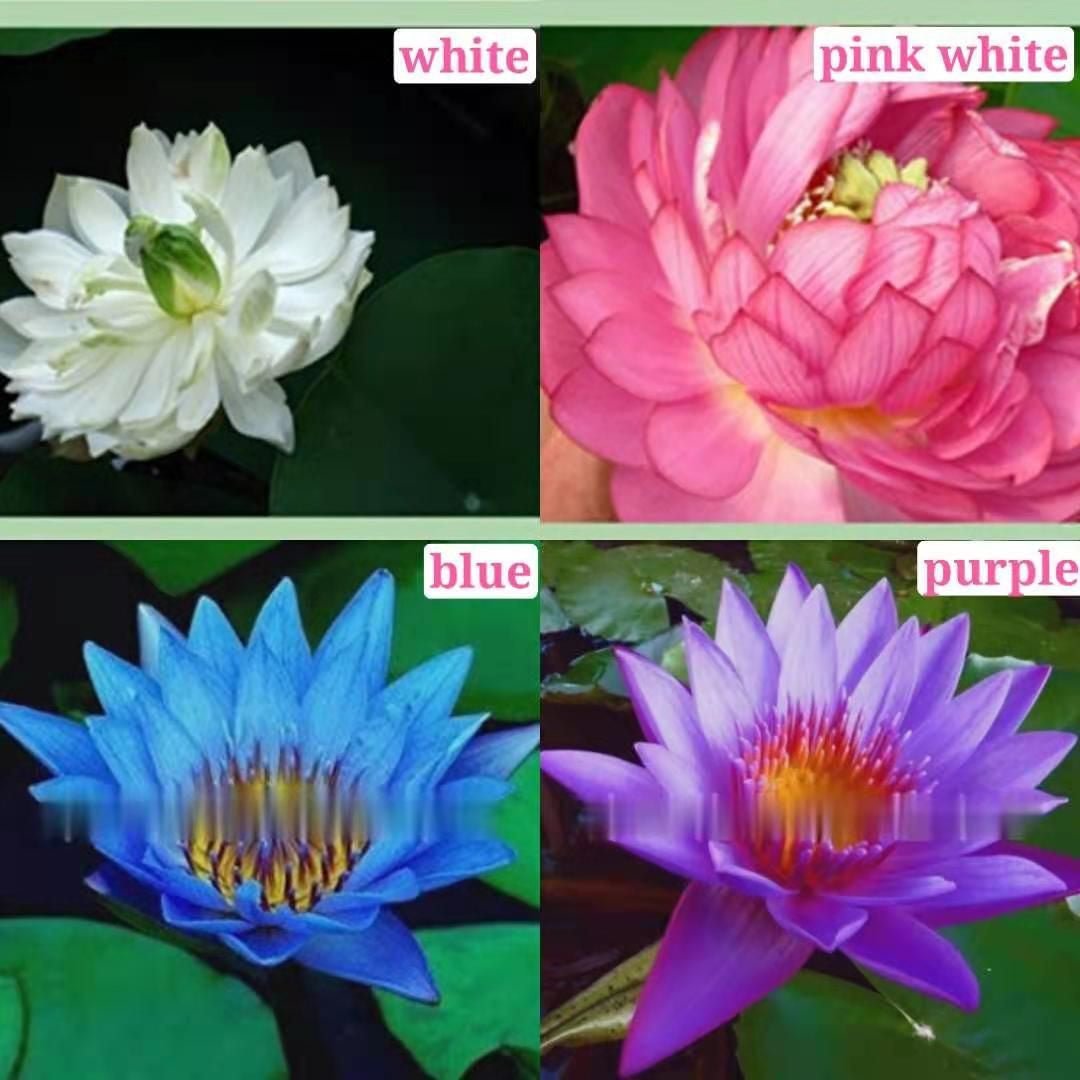 20 PCS Water Lily