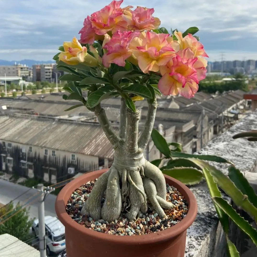 🌵🌹 Dive into Desert Beauty: Desert Rose Seeds for Your Tranquil Haven! 🏜️🌺