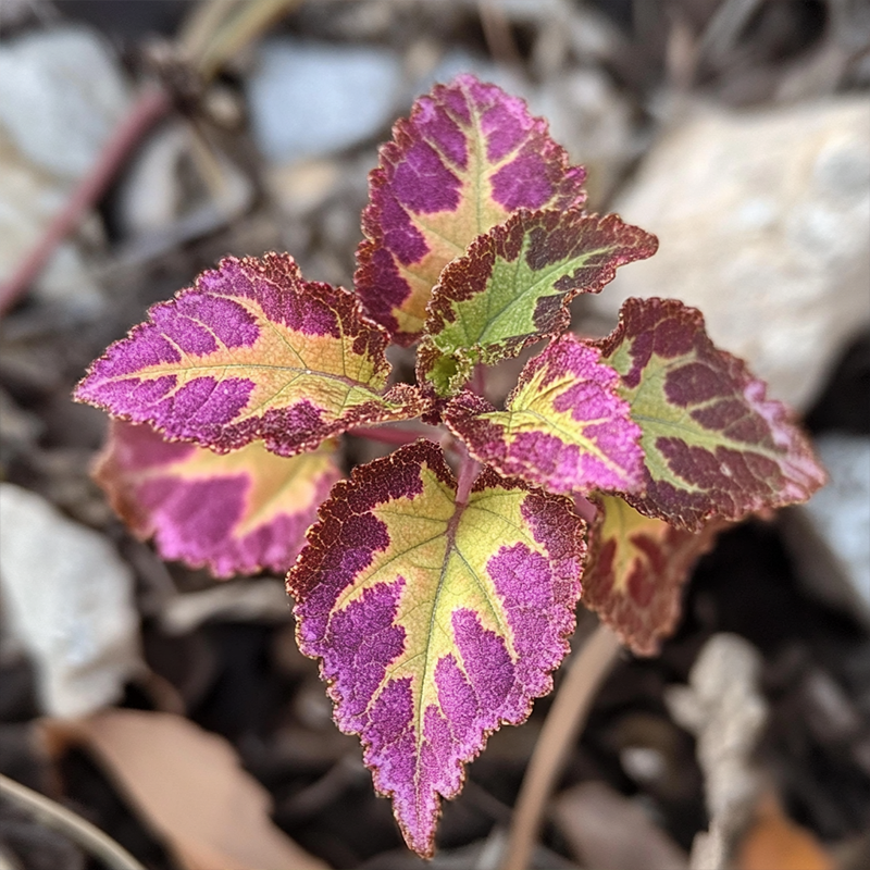 🔥 60 % Rabatt auf gemischte Blumenkohl-Bonsai-Mosaik-Pflanzensamen 🌸 2024 Garden Essentials 🌿
