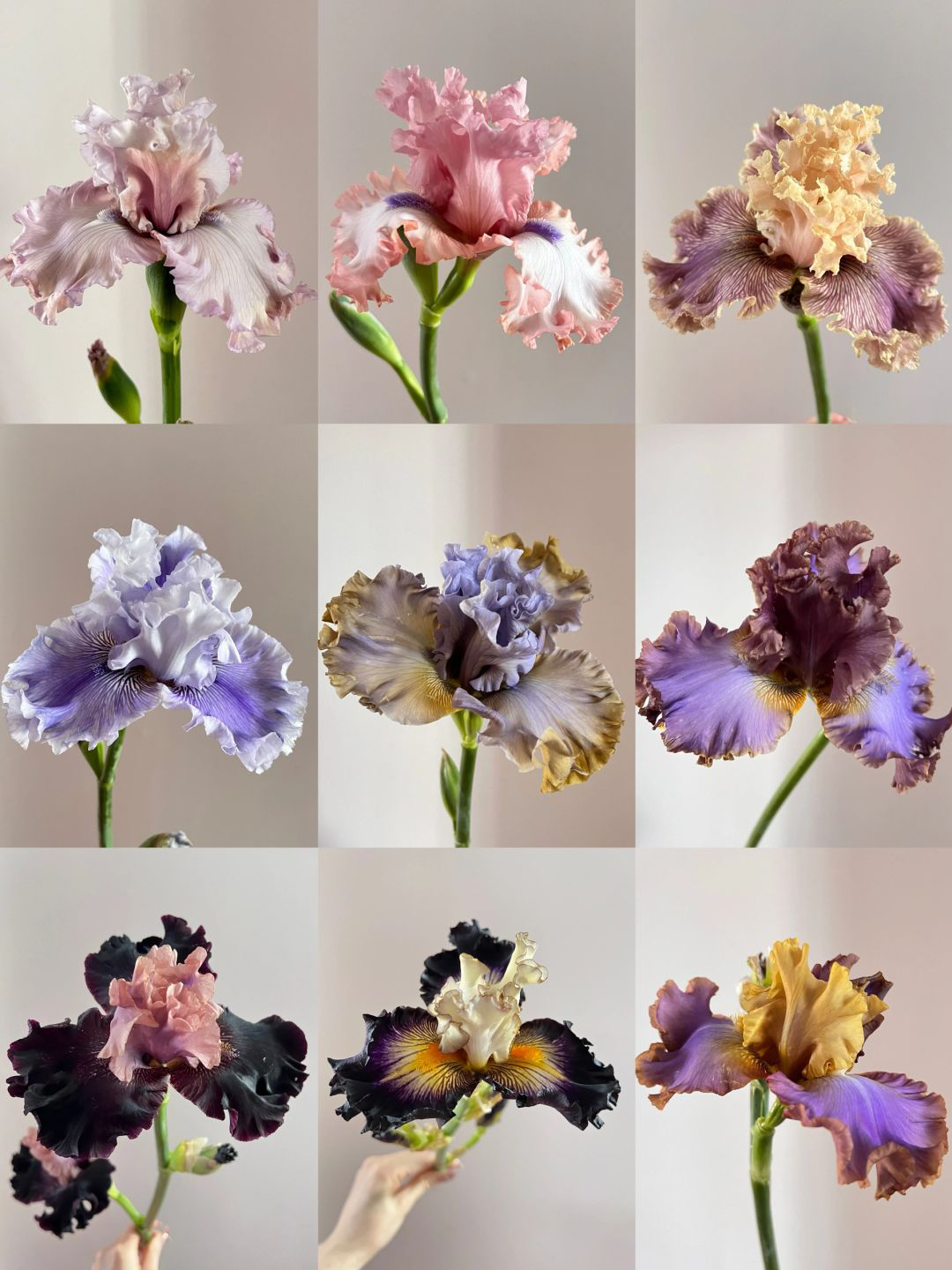 Mehrere Sorten von Iriszwiebeln🌱🌱Mehrjährige Iris