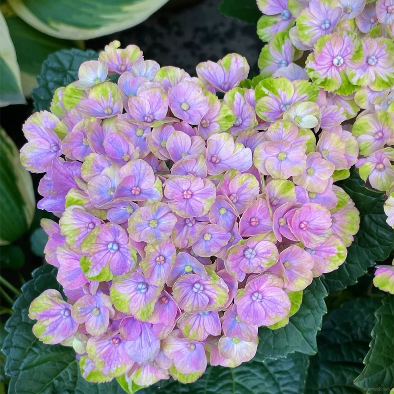 🌺Hydrangea seeds🌺
