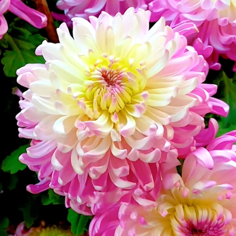 🌱Gold Thread Chrysanthemum Seeds - easy to grow, eye health, diverse hues