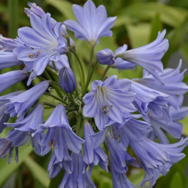Agapanthus africanus 'Glenavon'