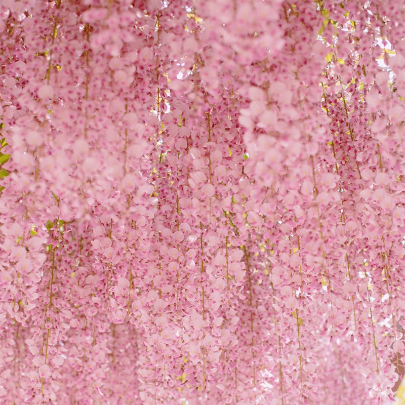 💖Purple Qi from the East brings longevity and happiness💐 Wisteria🪴