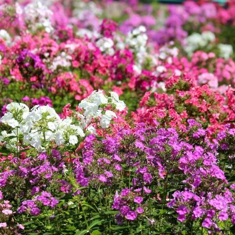 Phlox drummondii -Dwarf Mix💮