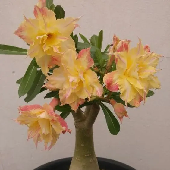 🌵🌹 Dive into Desert Beauty: Desert Rose Seeds for Your Tranquil Haven! 🏜️🌺