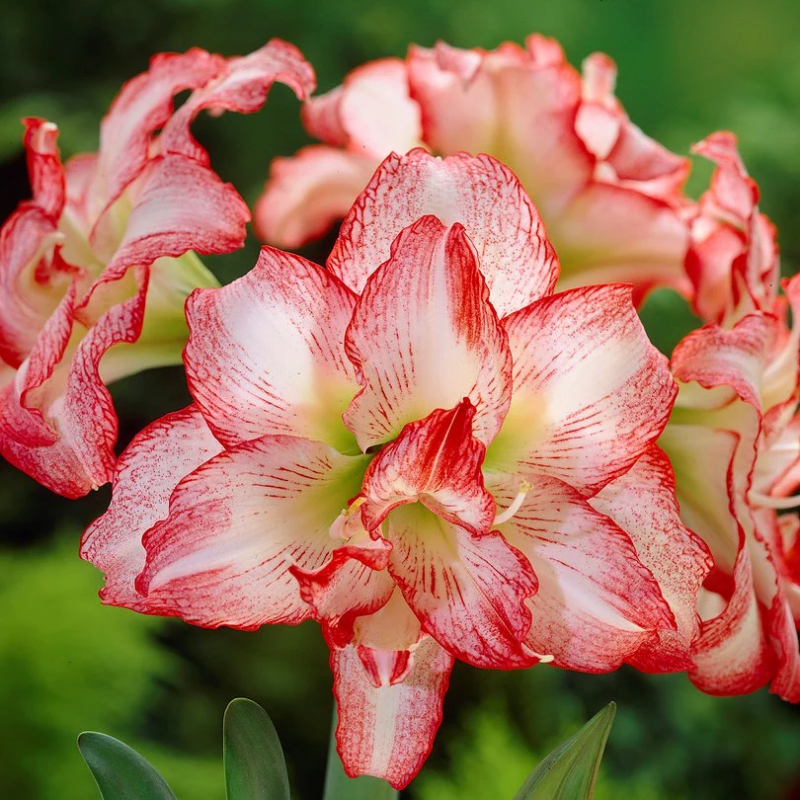 🌸 Timeless Beauty in Every Bloom – Hippeastrum Seeds: Easy to Grow, Perfect for Generations!
