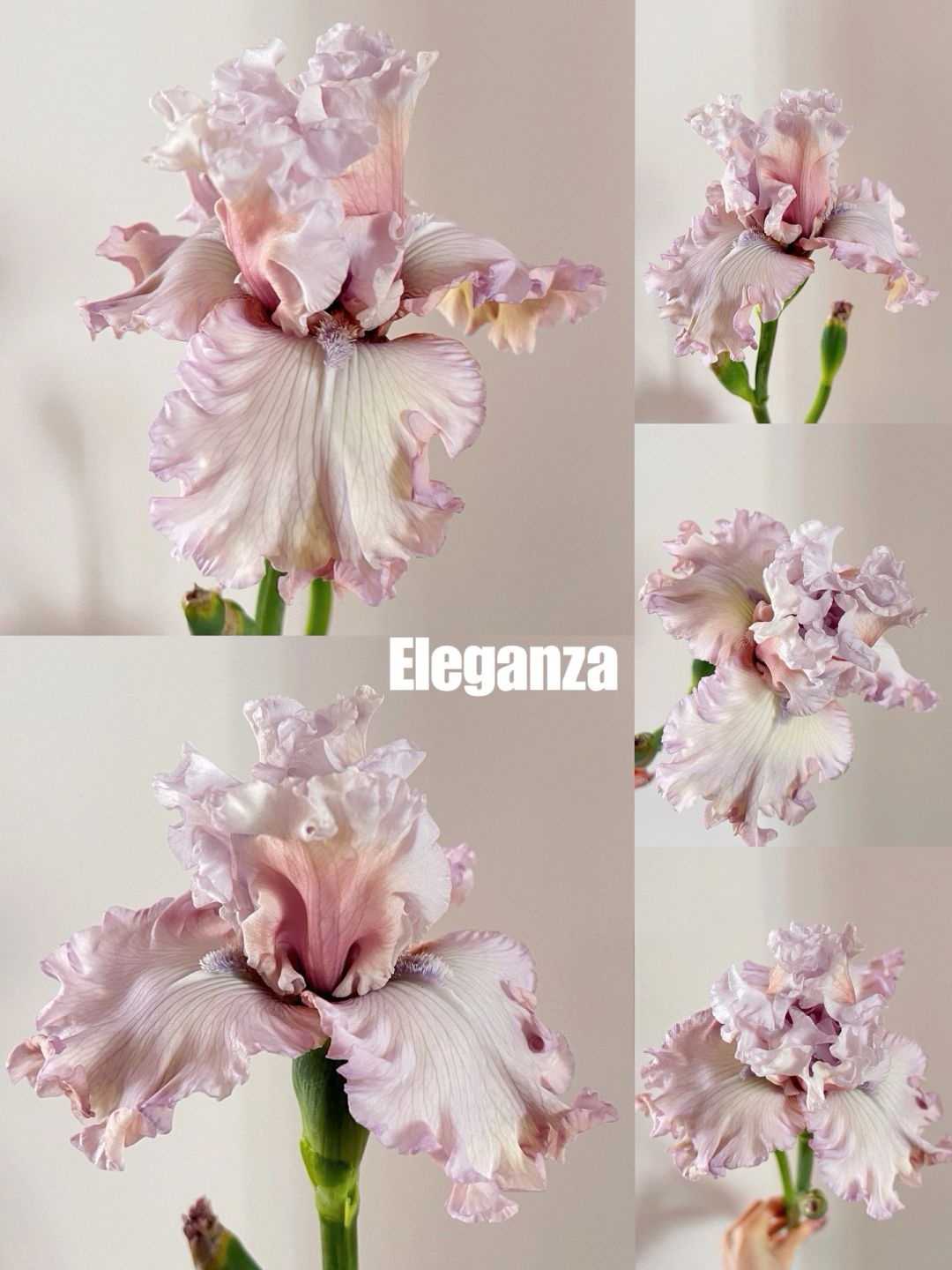 Mehrere Sorten von Iriszwiebeln🌱🌱Mehrjährige Iris