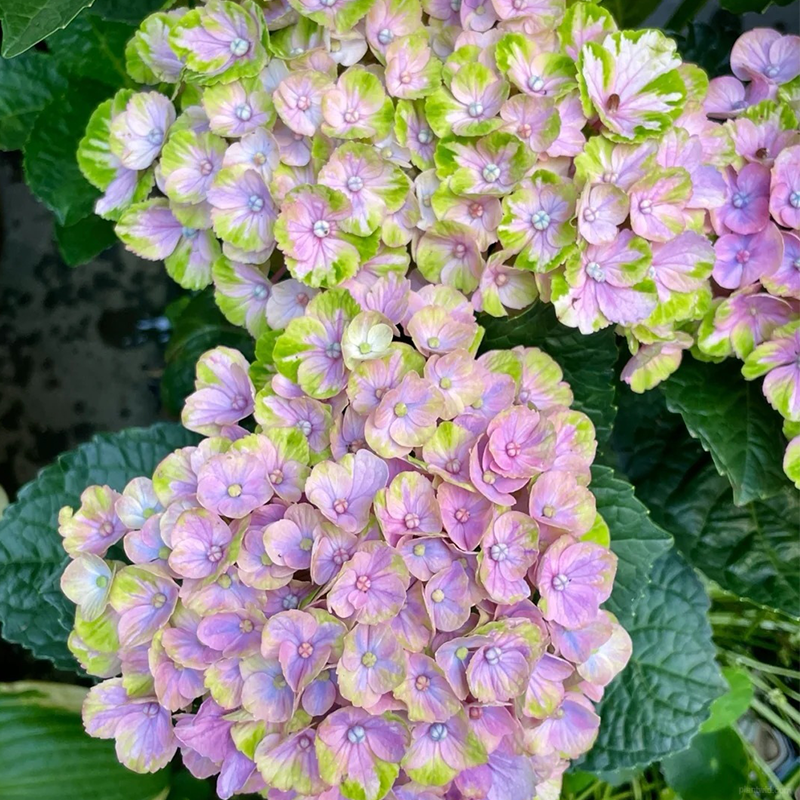 🌺Hydrangea seeds🌺