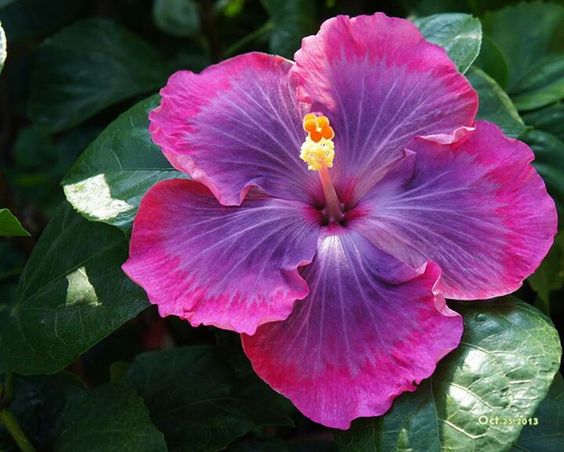 💞Black Cherry Hibiscus💗%discount