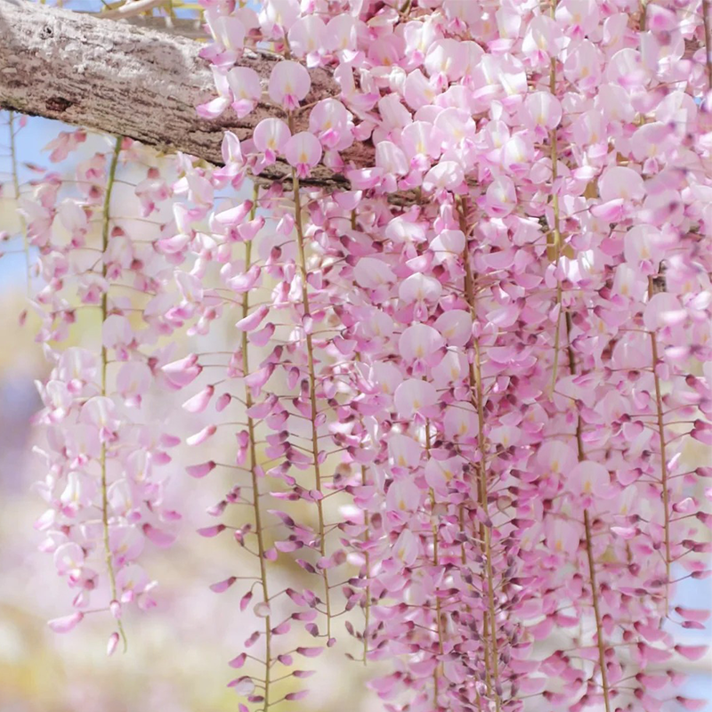 💖Purple Qi from the East brings longevity and happiness💐 Wisteria🪴