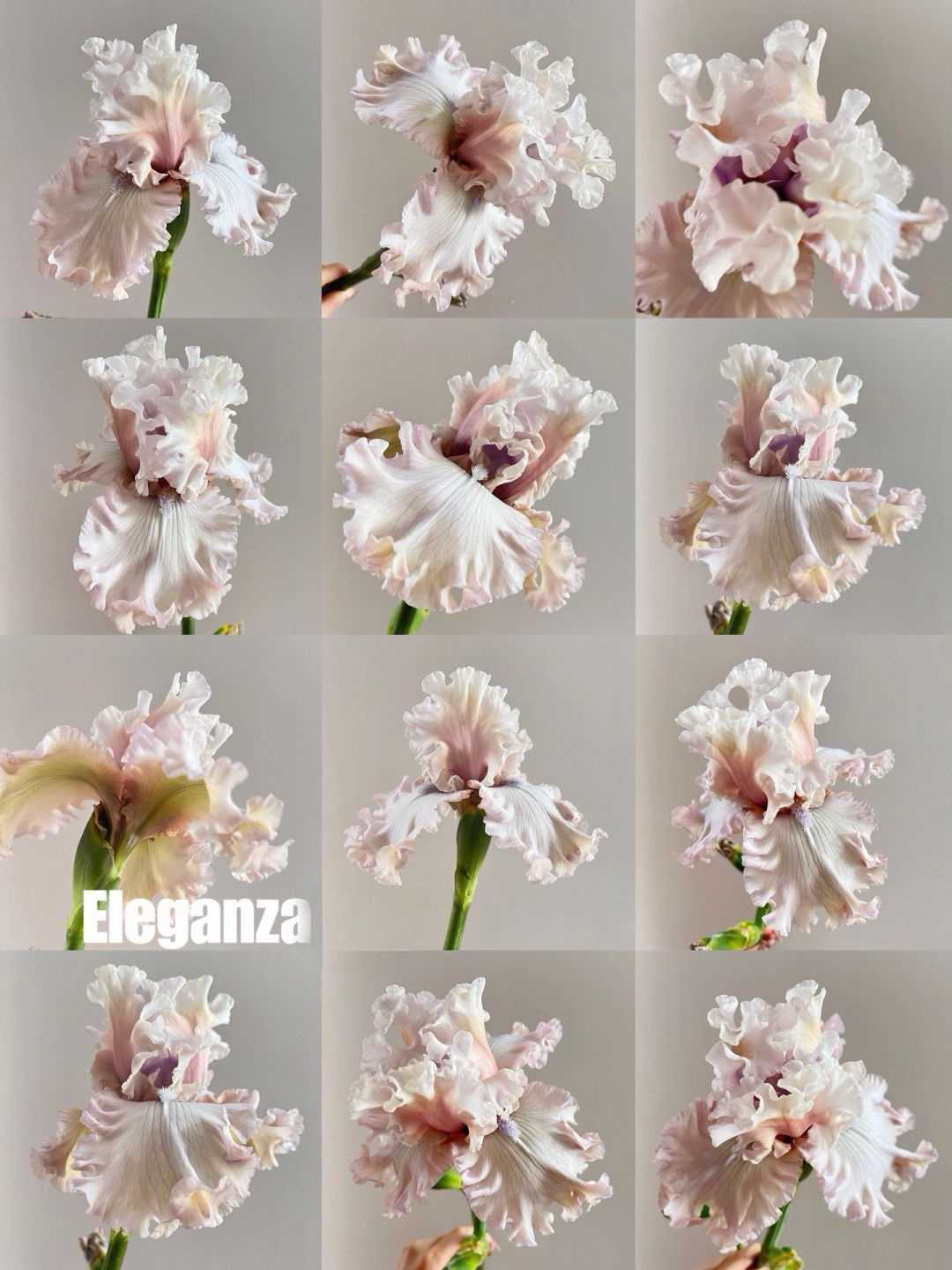 Mehrere Sorten von Iriszwiebeln🌱🌱Mehrjährige Iris