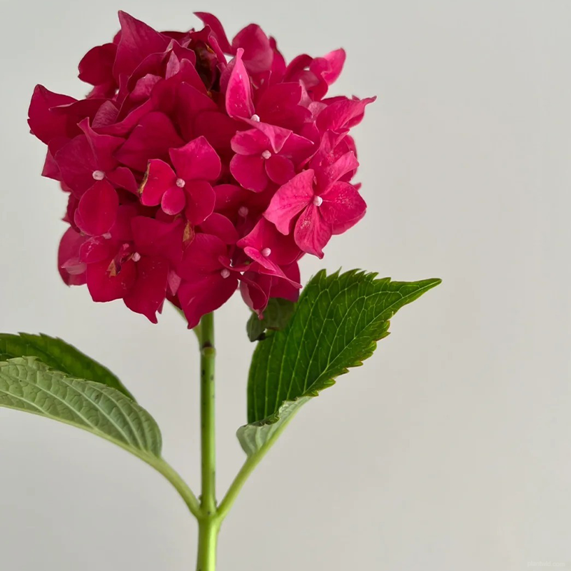 🌺Hydrangea seeds🌺