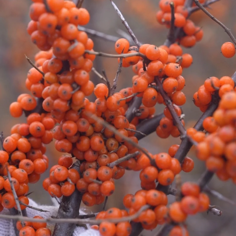 🌿 Boost Immunity & Grow Naturally – Organic Sea Buckthorn Seeds for Vibrant Health & Sustainable Gardens!