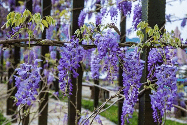 Wisteria Wonder: Nature's Cascading Beauty 💜🌸