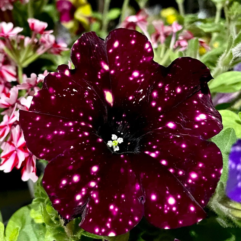 🌱Morning Glory Glacier Starry Sky 🔥Hot Sale