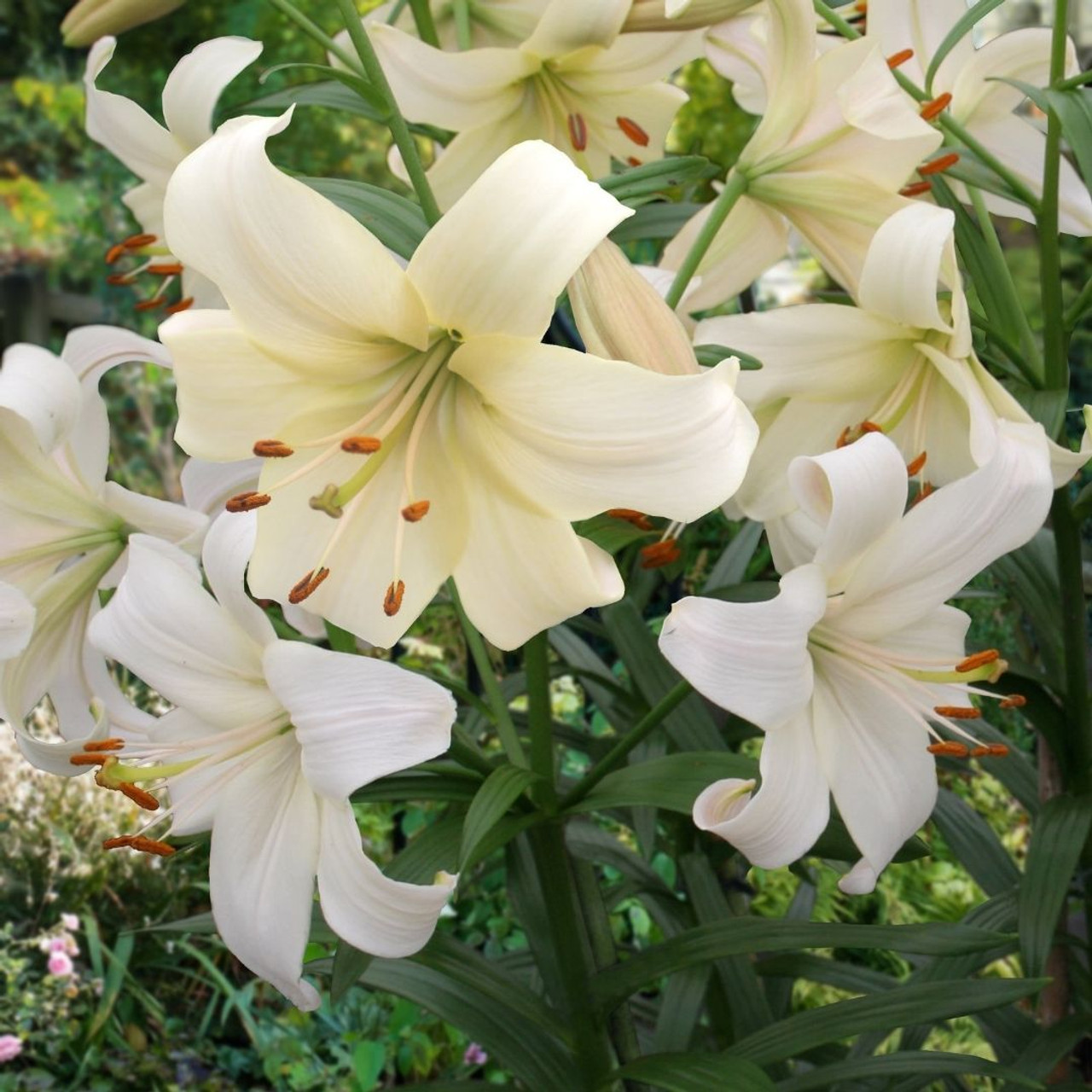 Lily Bulbs