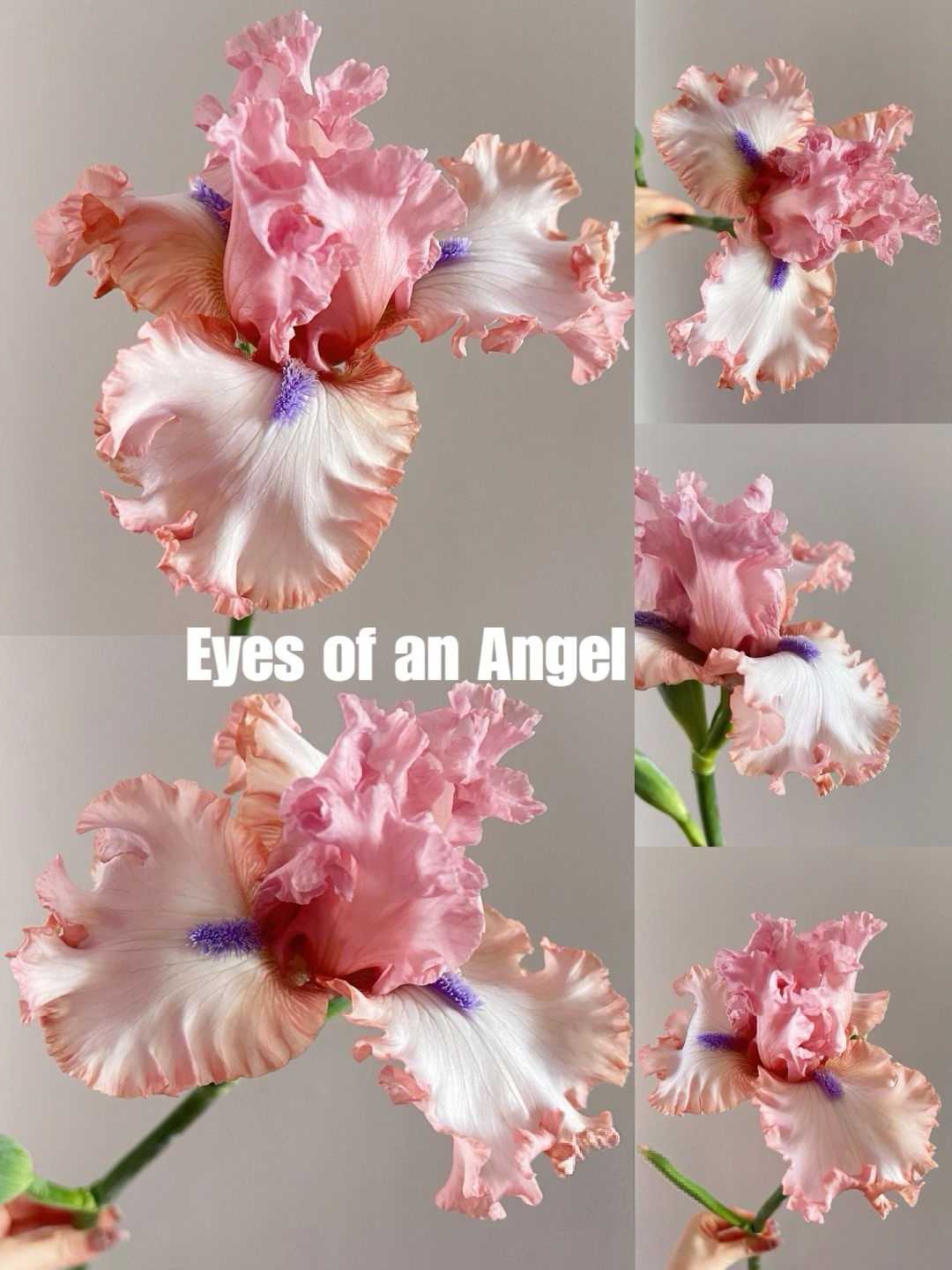 Mehrere Sorten von Iriszwiebeln🌱🌱Mehrjährige Iris