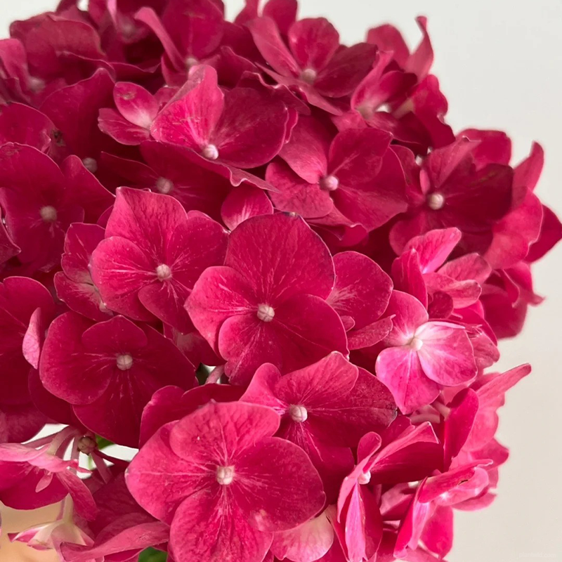 🌺Hydrangea seeds🌺