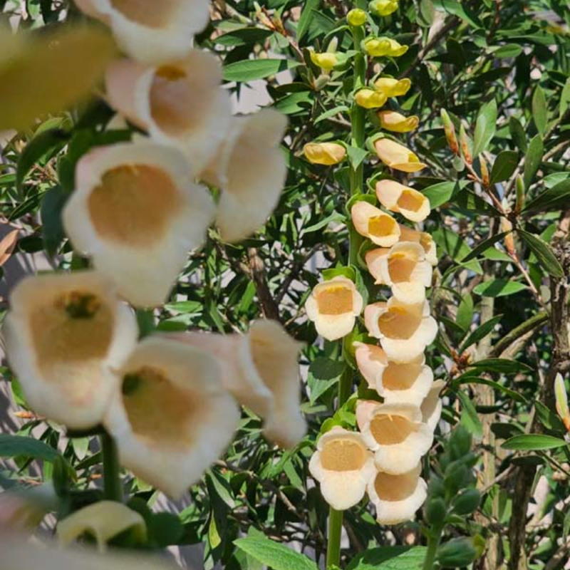 Relax & Garden 🌞 – Foxglove Seeds for Calm, Graceful Outdoor Spaces 🌷🪴