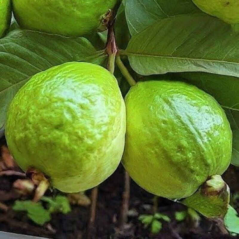 🔥Hot Sale🍏Bonsai Guava Seeds