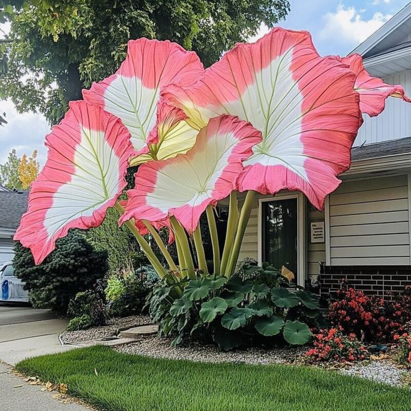 🌿Giant Caladium Seeds