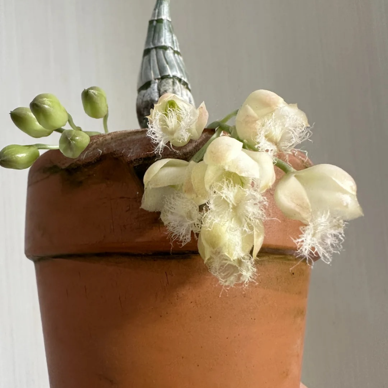 🌸 Fairy Orchid Seeds (Dendrobium Species) – Bring Grace & Tranquility into Your Home Garden 🌸